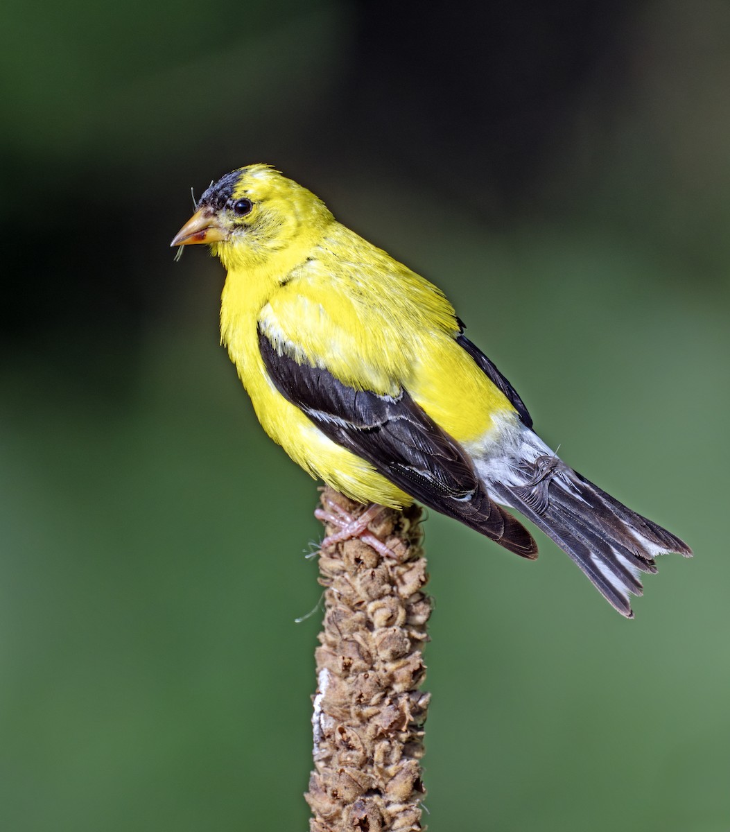 American Goldfinch - ML641103582