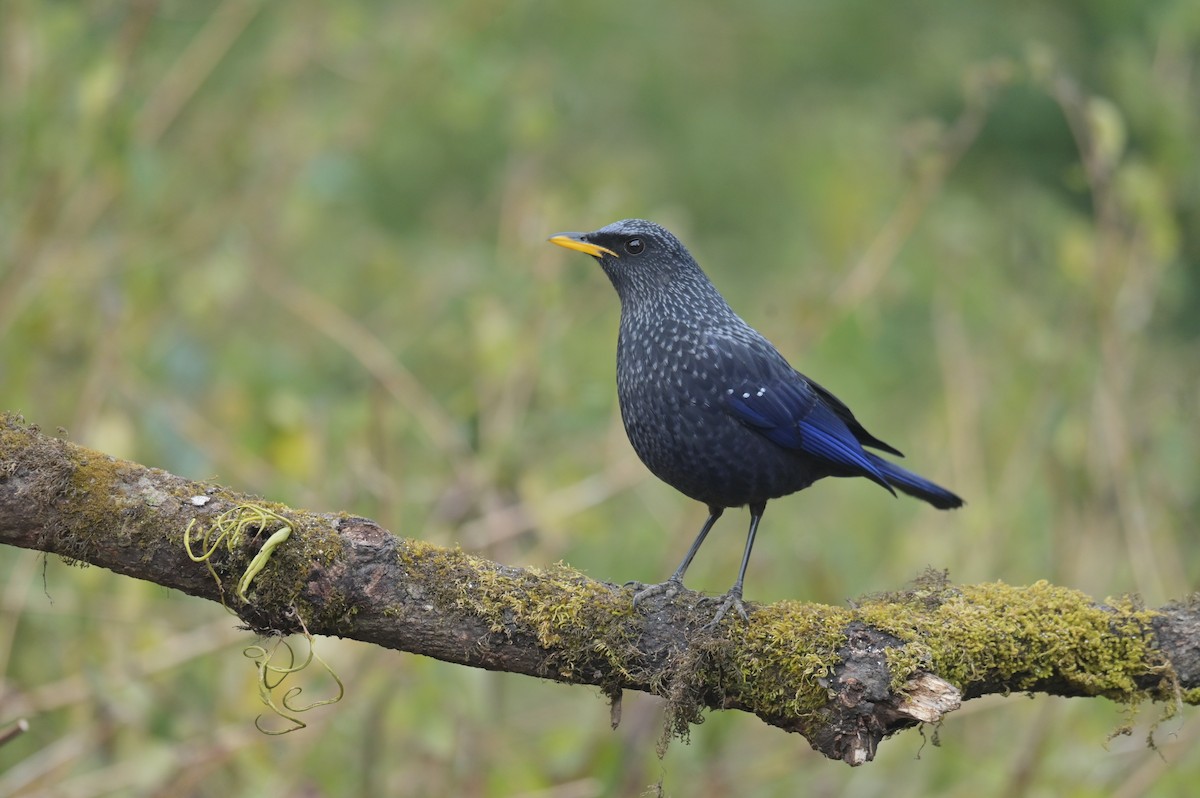 Blue Whistling-Thrush - ML641103583