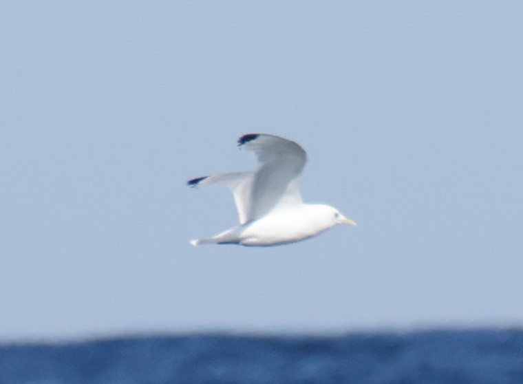 Gaviota Tridáctila - ML641103596