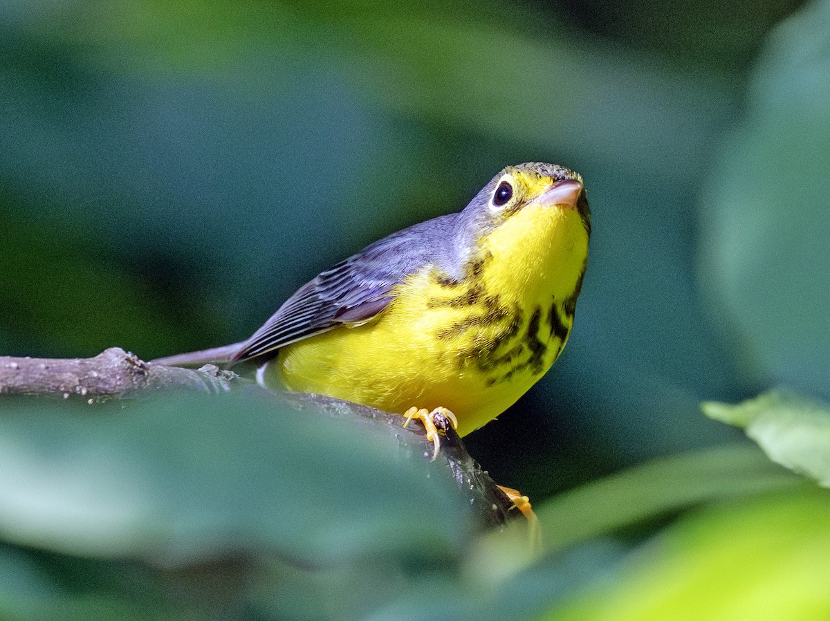 Canada Warbler - ML641103597