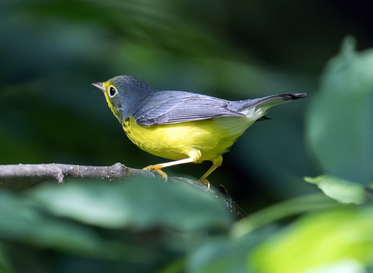 Canada Warbler - ML641103599