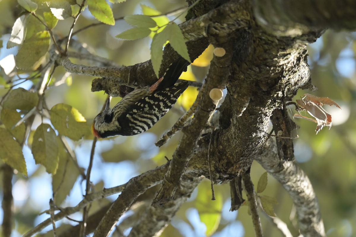 Brown-fronted Woodpecker - ML641103602
