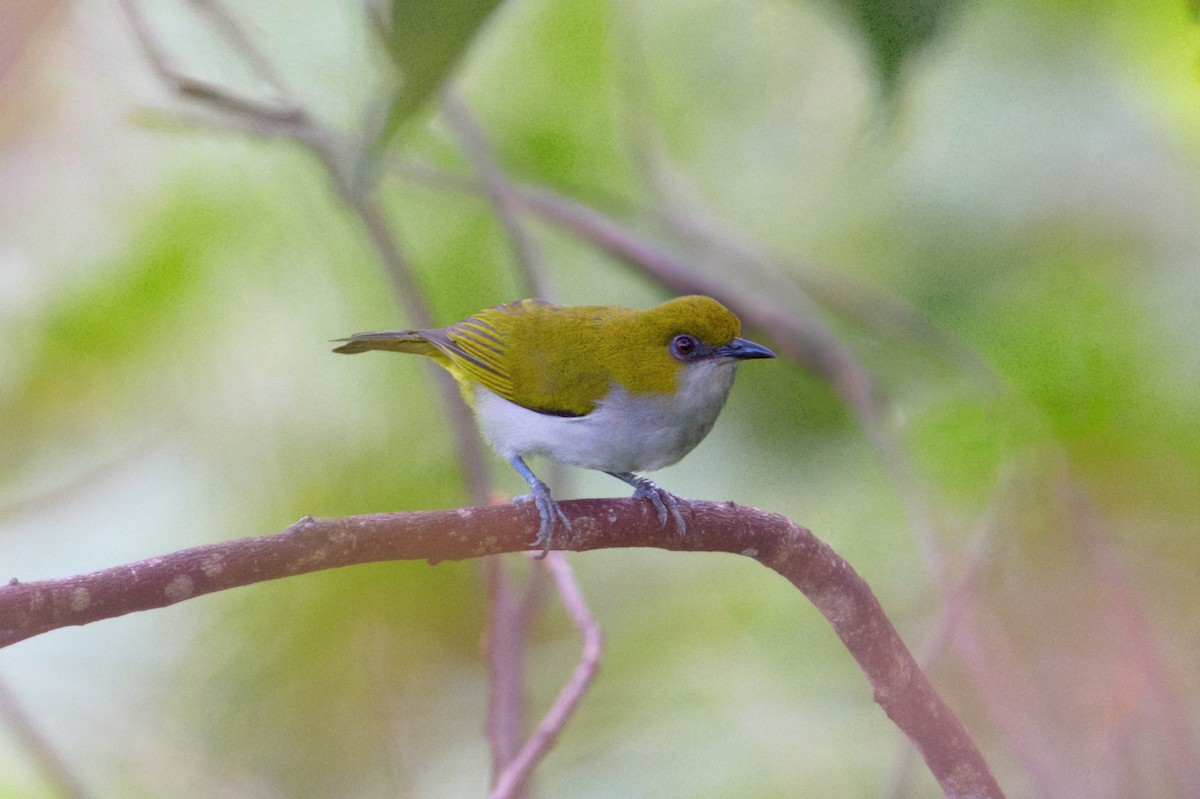 Guadalcanal White-eye - ML641103605