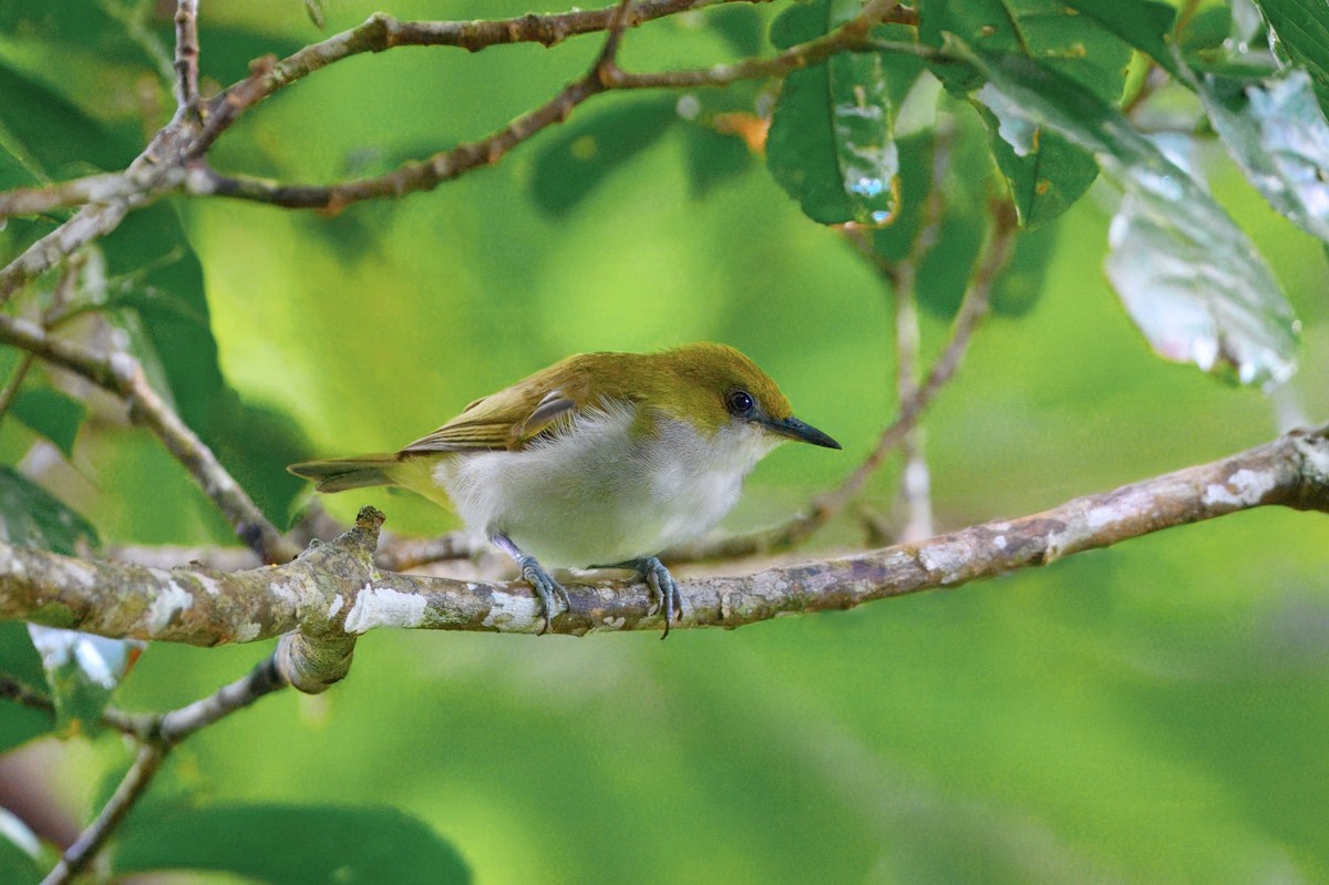 Guadalcanal White-eye - ML641103609
