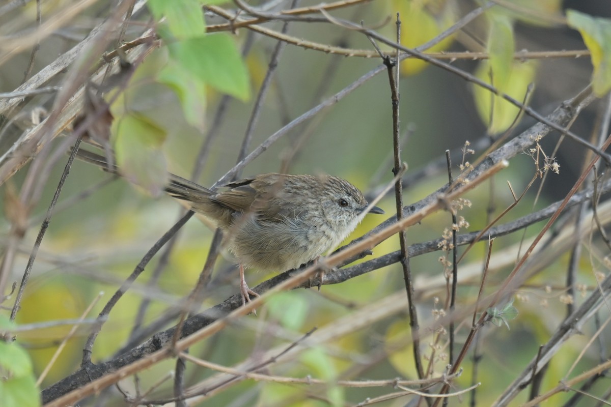 Himalayan Prinia - ML641103620