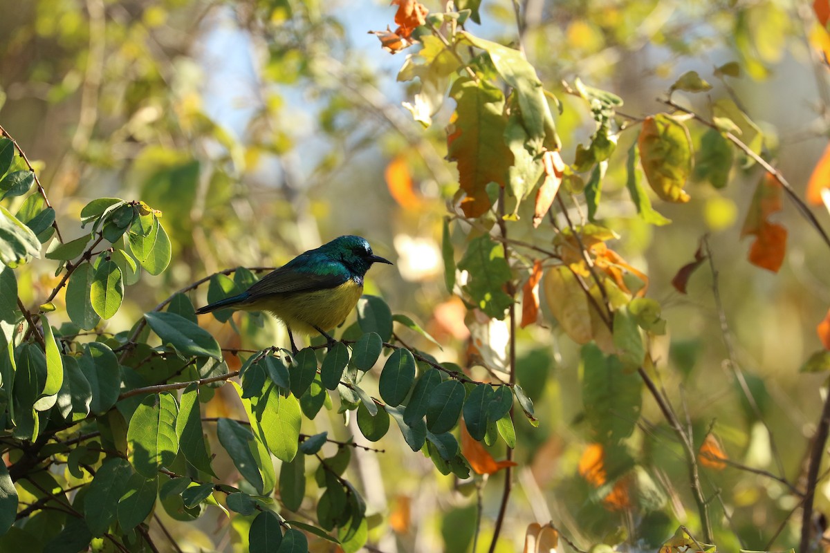 Collared Sunbird - ML641103630