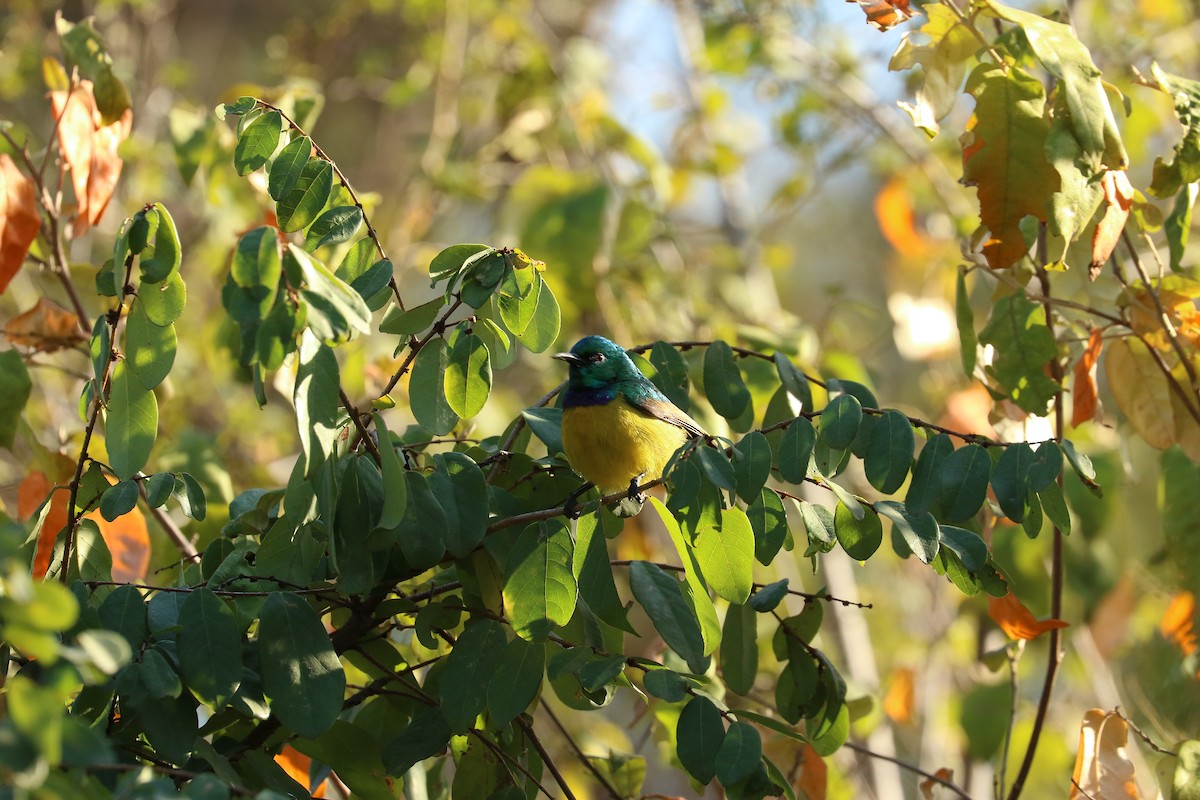 Collared Sunbird - ML641103632