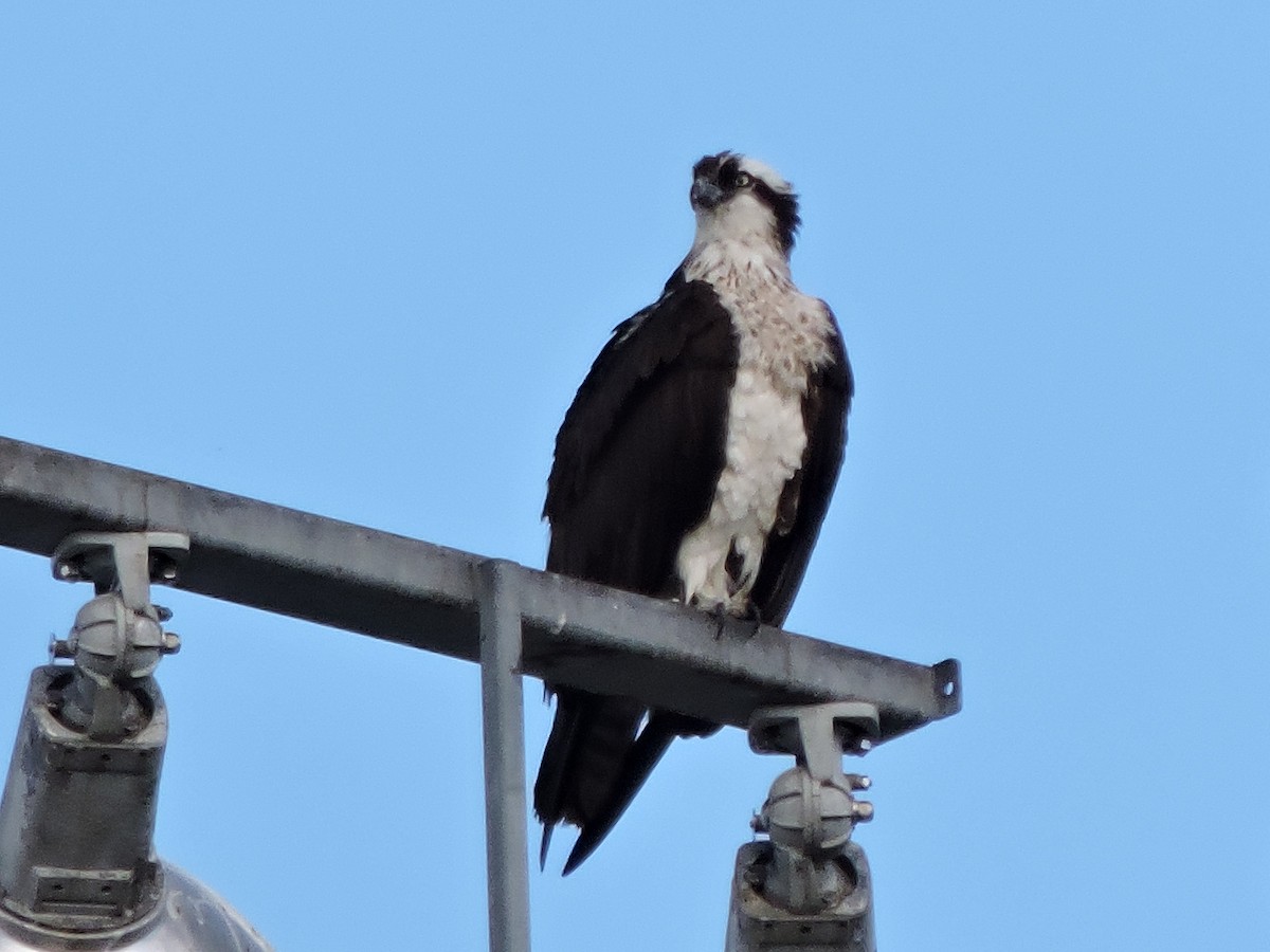 Falco pescatore - ML641103648