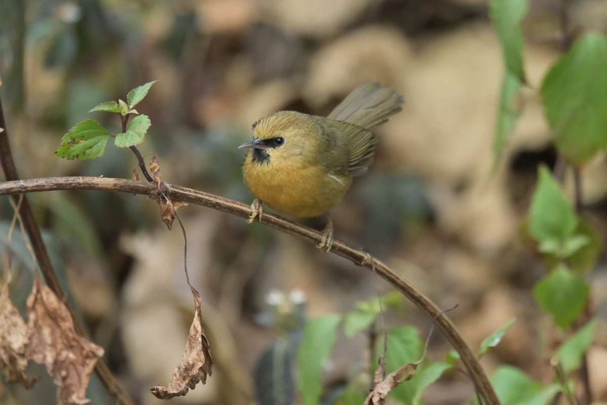 Black-chinned Babbler - ML641103657