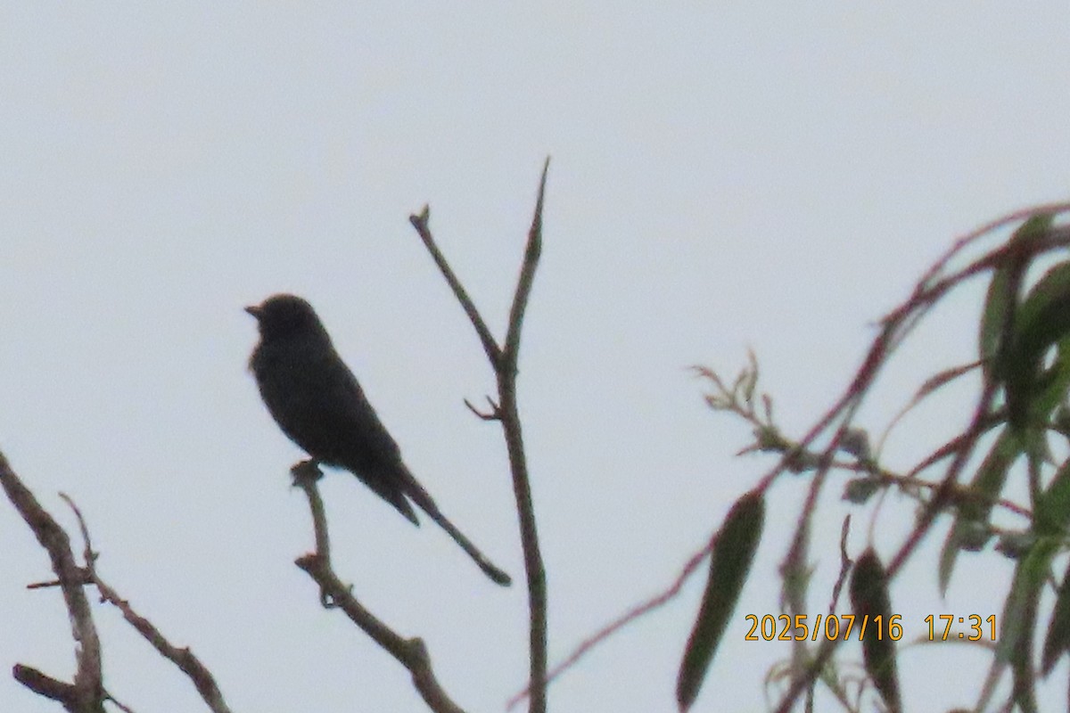 Black Drongo - ML641103658