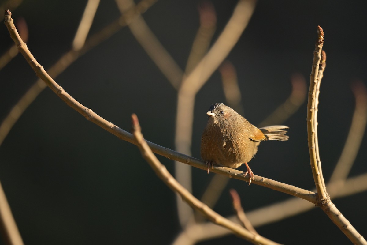 Streaked Laughingthrush - ML641103659