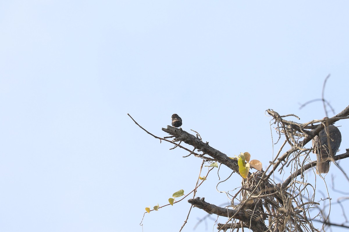 Purple Indigobird - ML641103660