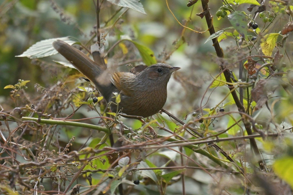 Streaked Laughingthrush - ML641103663