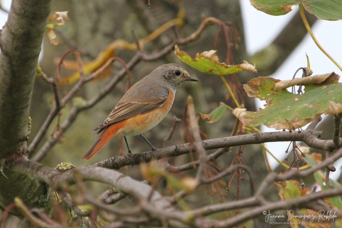 Common Redstart - ML641103665