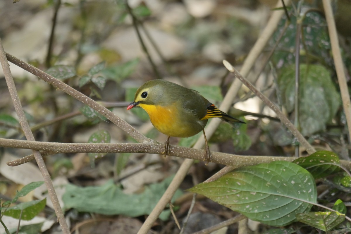 紅嘴相思鳥 - ML641103666