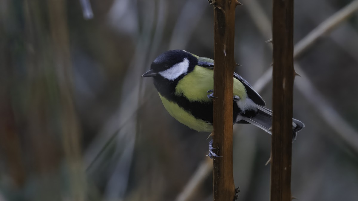 Great Tit (Great) - ML641103670