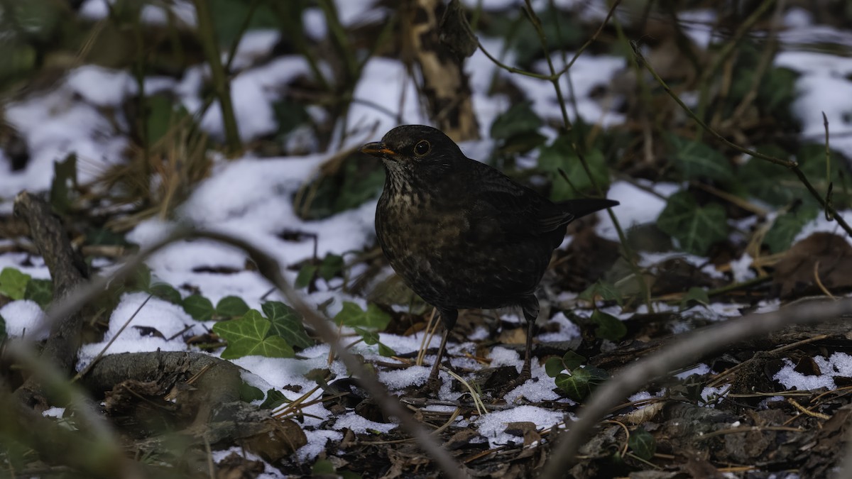 Eurasian Blackbird - ML641103682