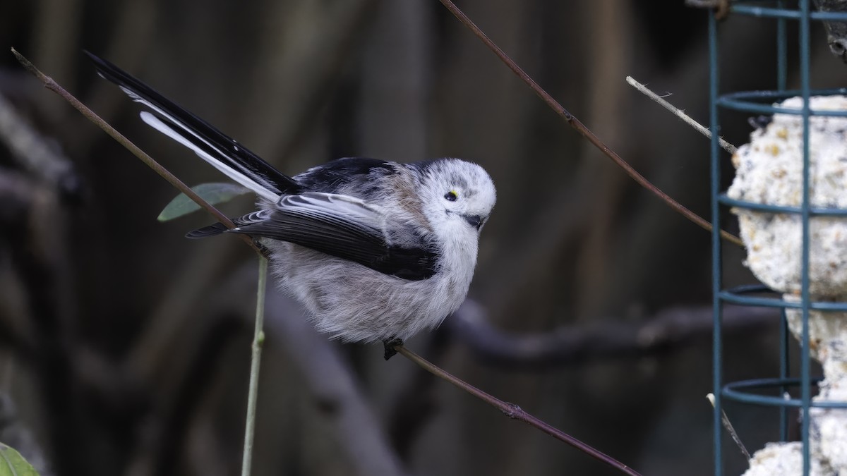 Long-tailed Tit - ML641103684