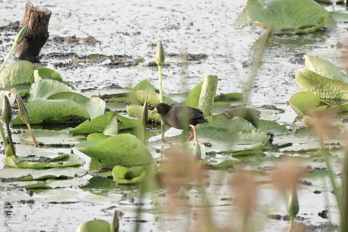 Black Crake - ML641103689