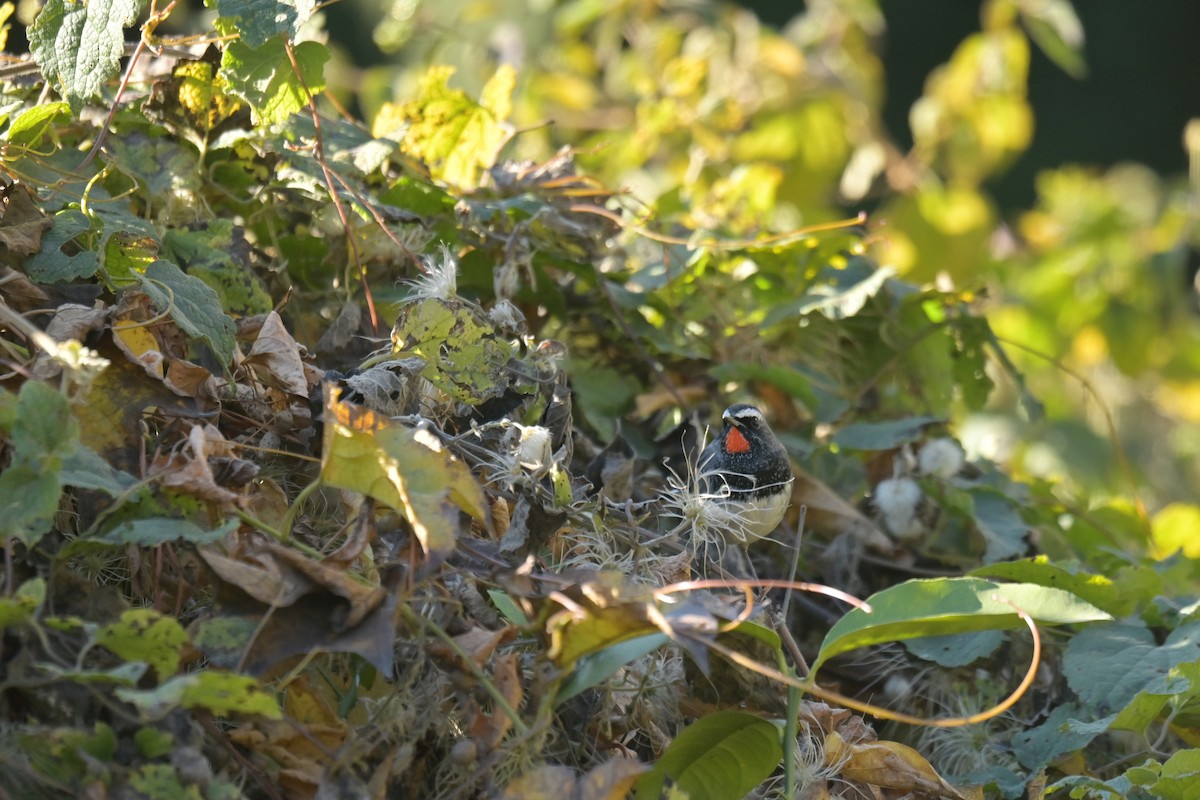 Himalayan Rubythroat - ML641103690