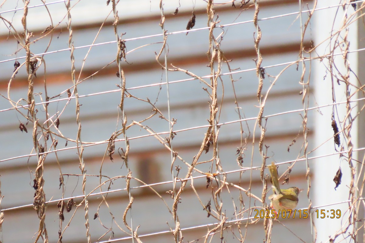 Common Tailorbird - ML641103697