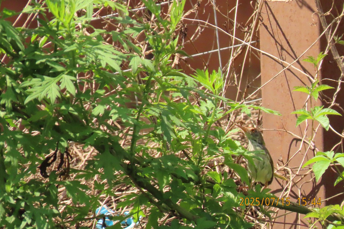 Common Tailorbird - ML641103698