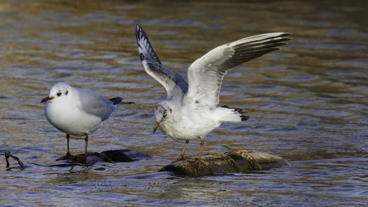 Black-headed Gull - ML641103702