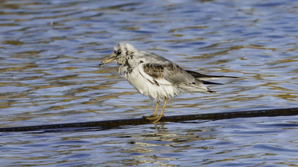 Black-headed Gull - ML641103703