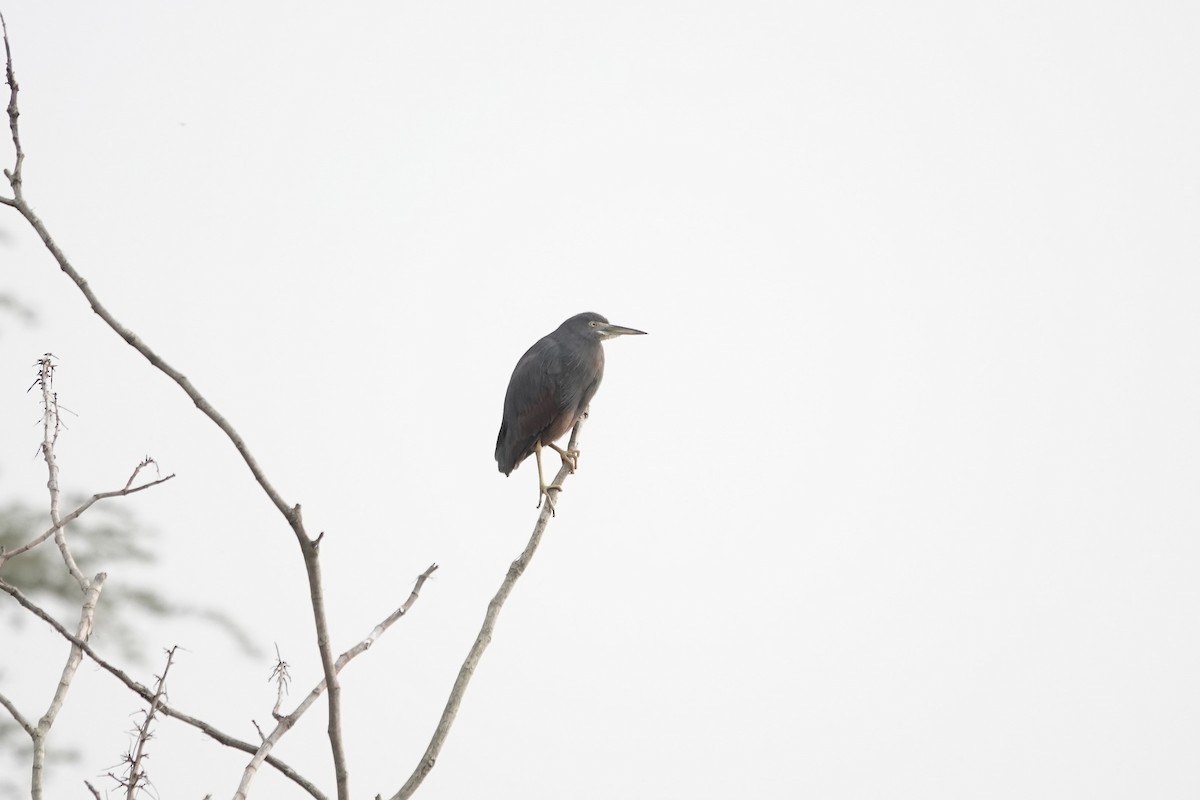 Rufous-bellied Heron - ML641103706