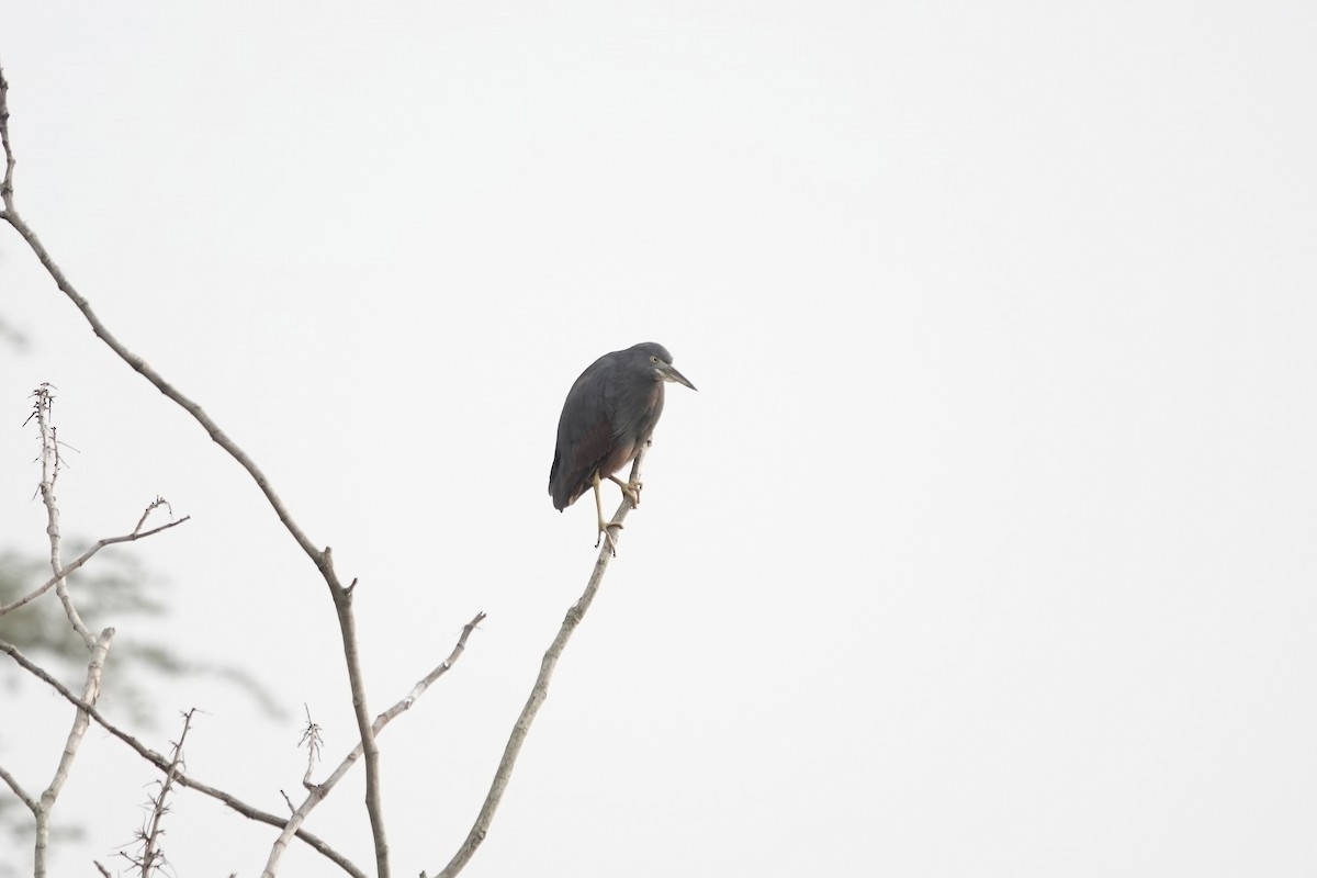 Rufous-bellied Heron - ML641103714