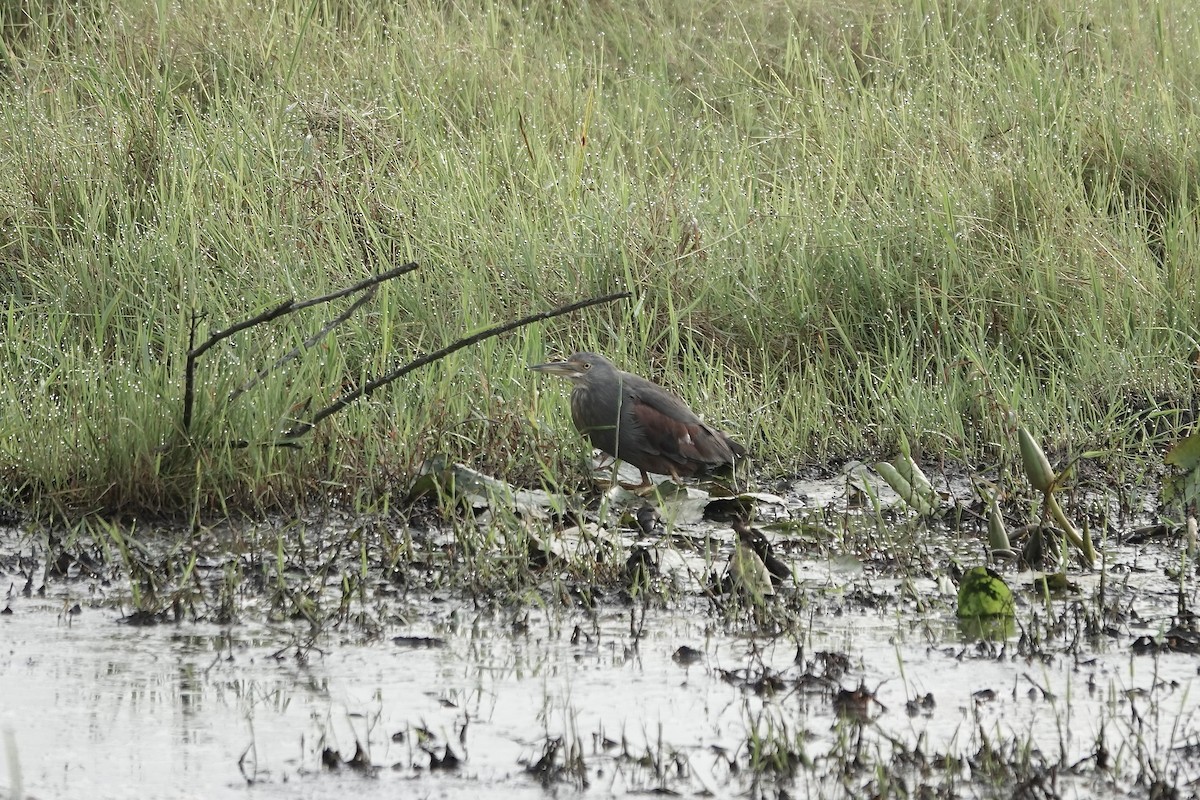 Rufous-bellied Heron - ML641103716