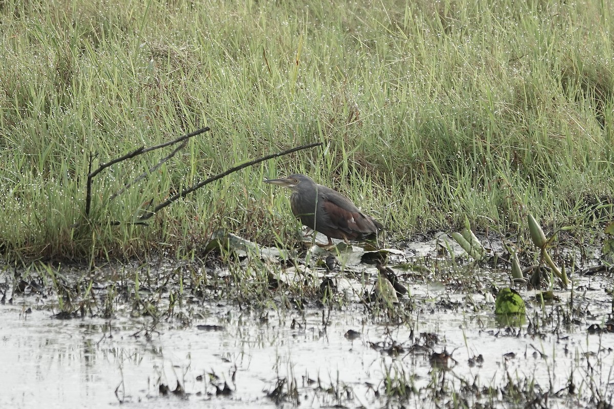 Rufous-bellied Heron - ML641103717