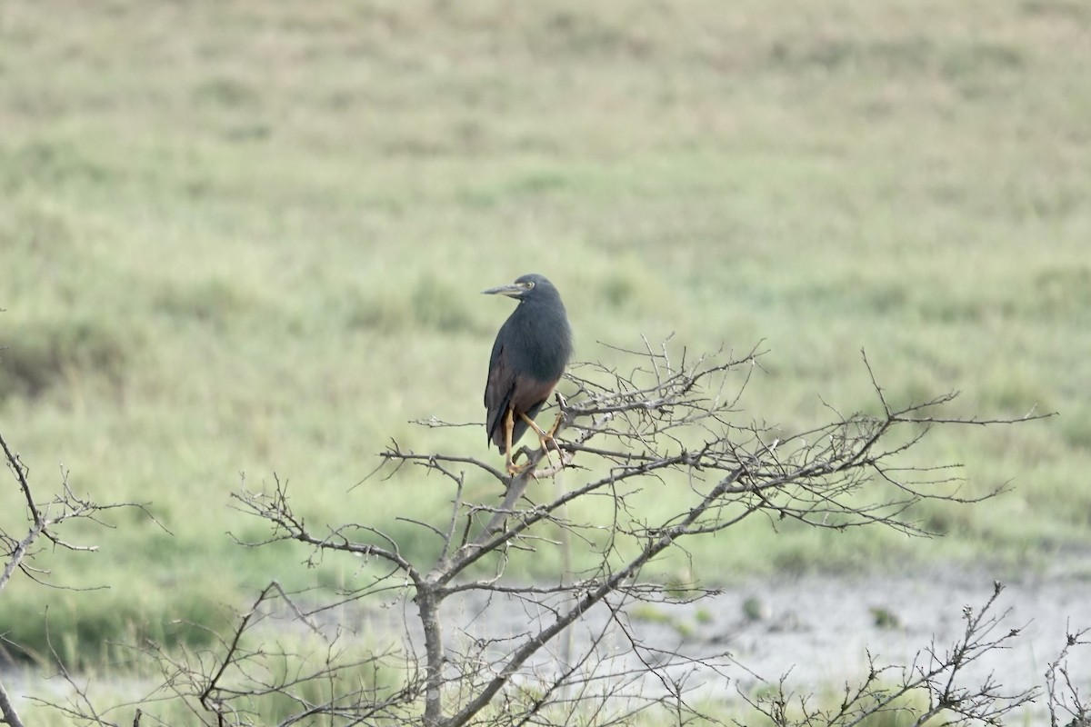 Rufous-bellied Heron - ML641103723