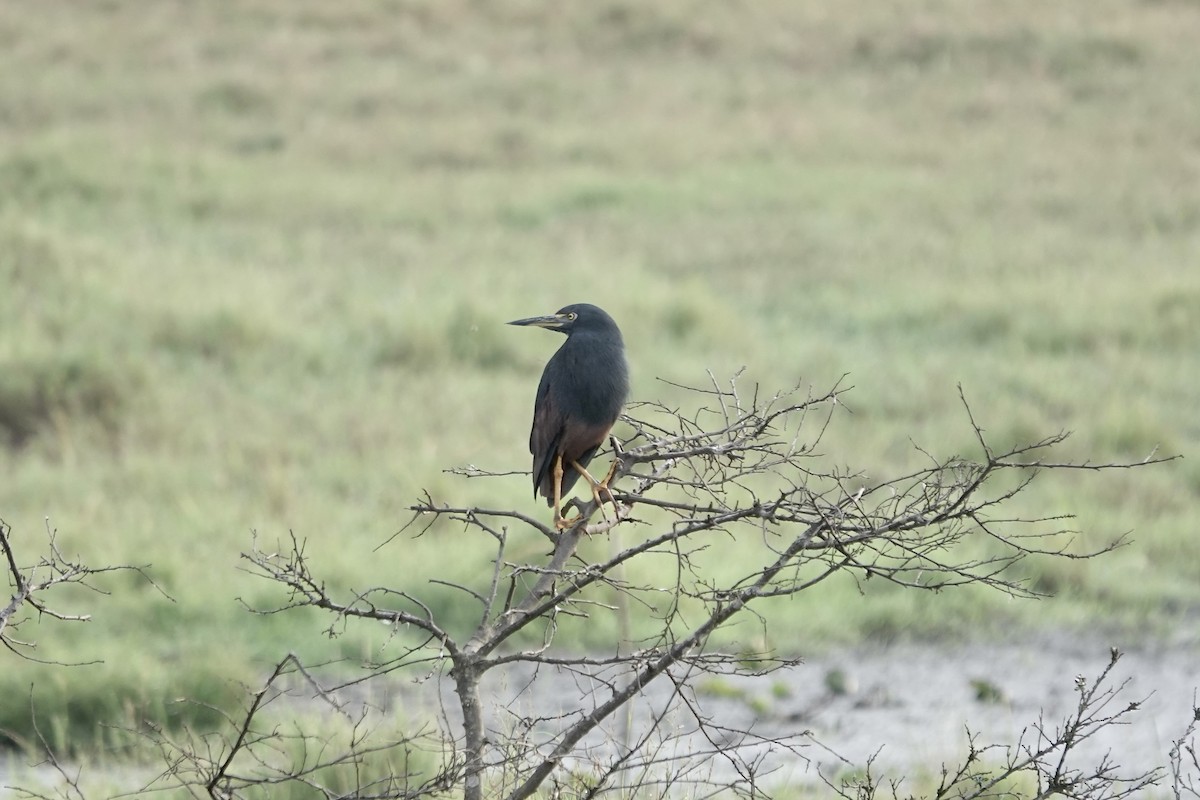 Rufous-bellied Heron - ML641103725