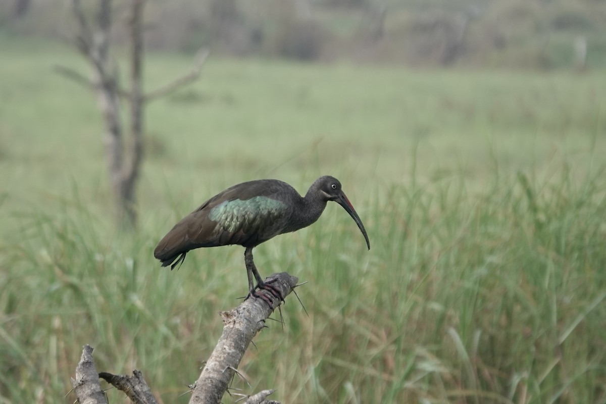 Ibis hagedash - ML641103761