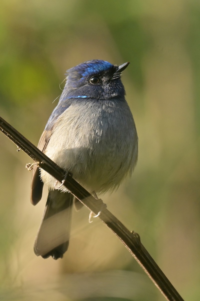 Small Niltava - ML641103762