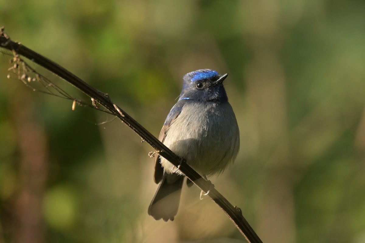 Small Niltava - ML641103764