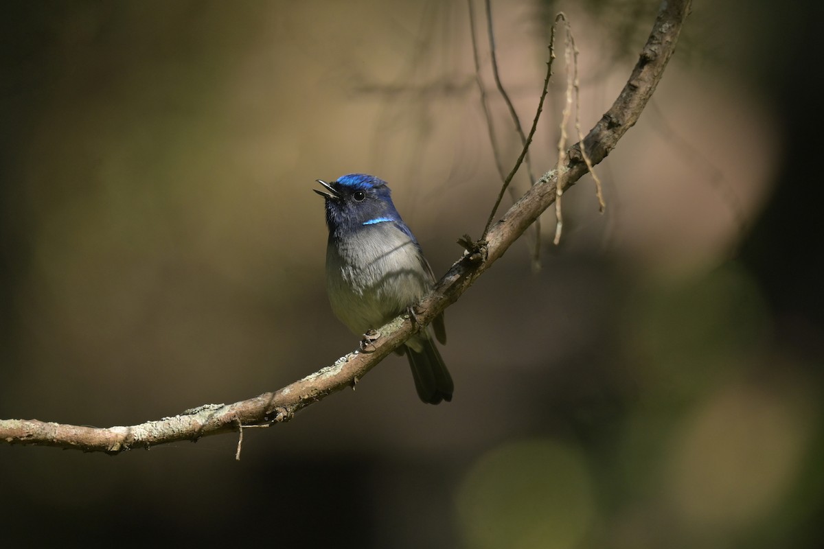 Small Niltava - ML641103765