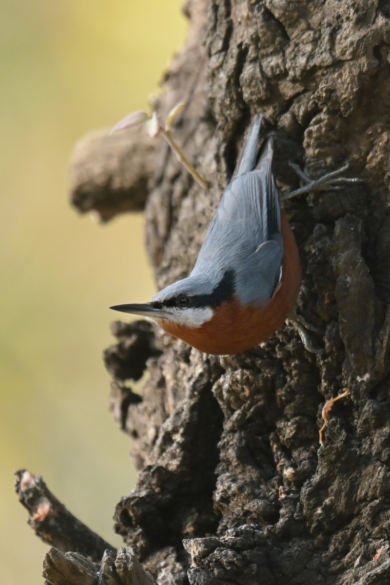 Chestnut-bellied Nuthatch - ML641103770