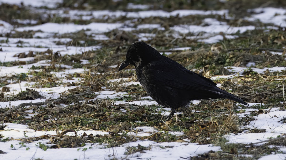 Carrion Crow - ML641103772