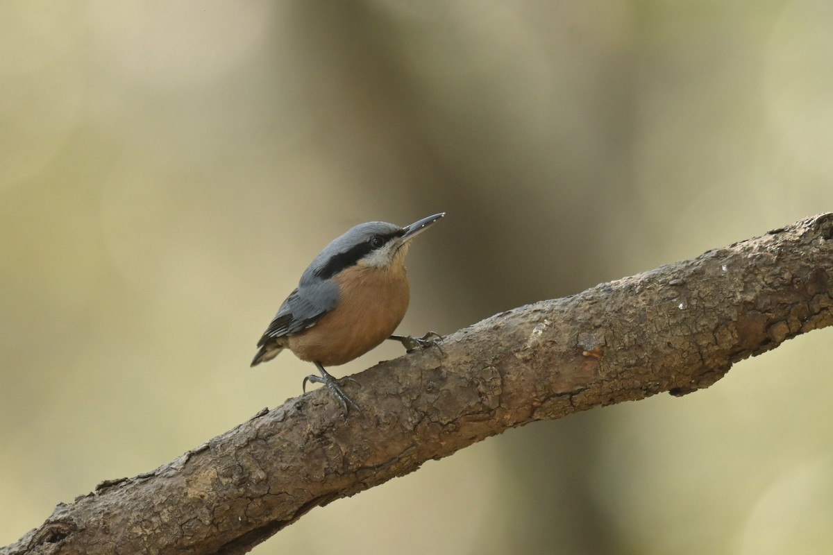 Chestnut-bellied Nuthatch - ML641103777
