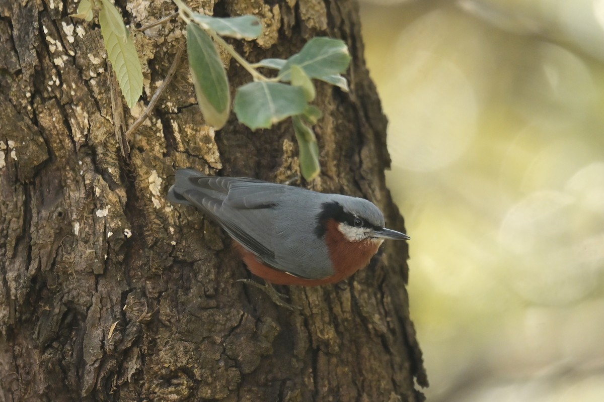 Chestnut-bellied Nuthatch - ML641103778