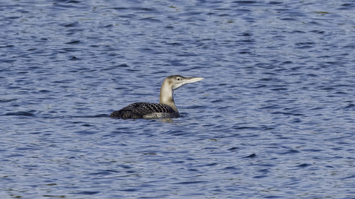 Plongeon à bec blanc - ML641103827