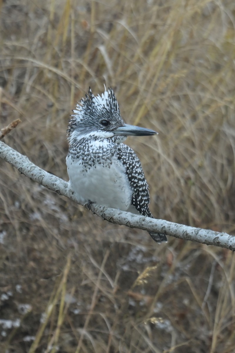 Crested Kingfisher - ML641103833
