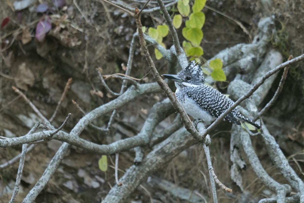 Crested Kingfisher - ML641103834