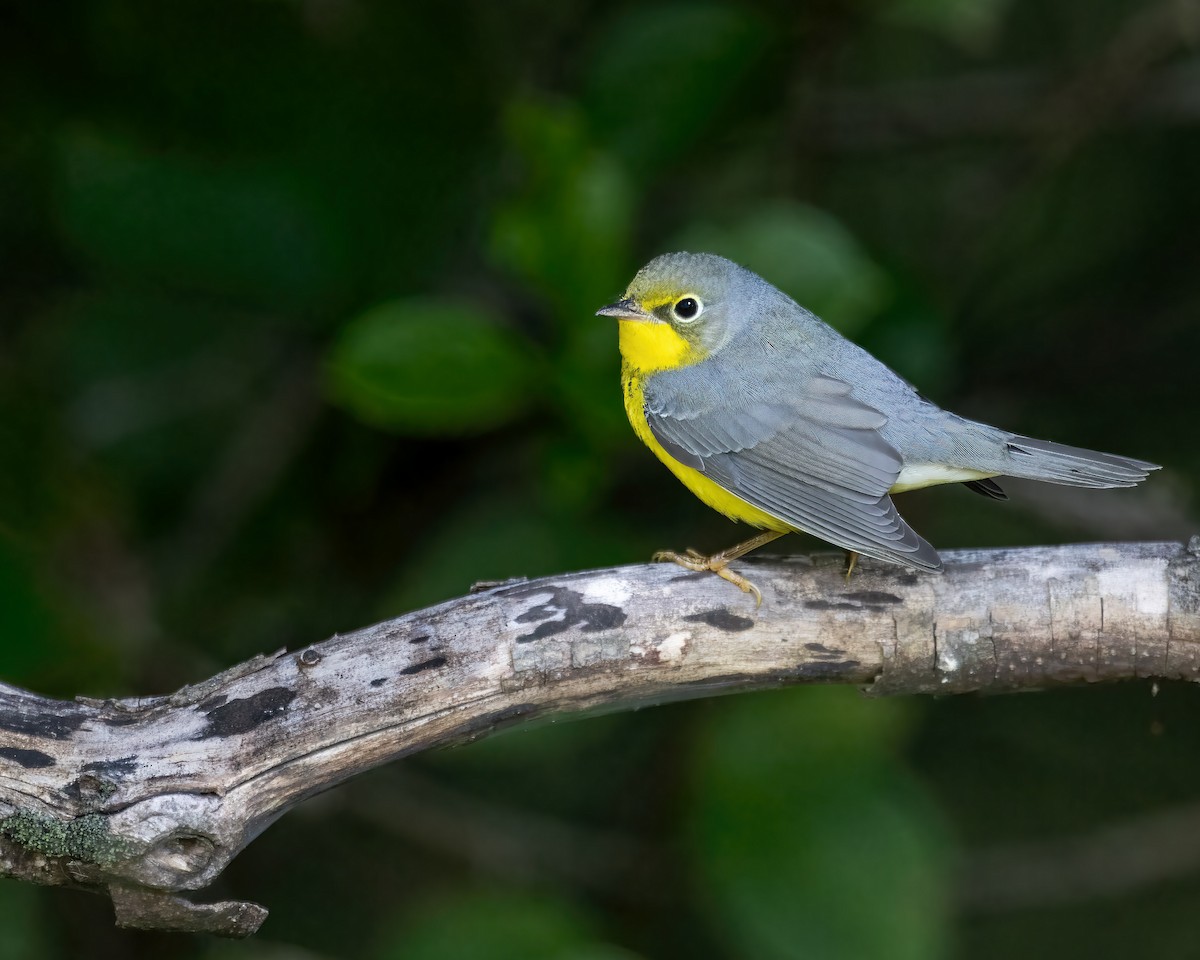 Canada Warbler - ML641103841