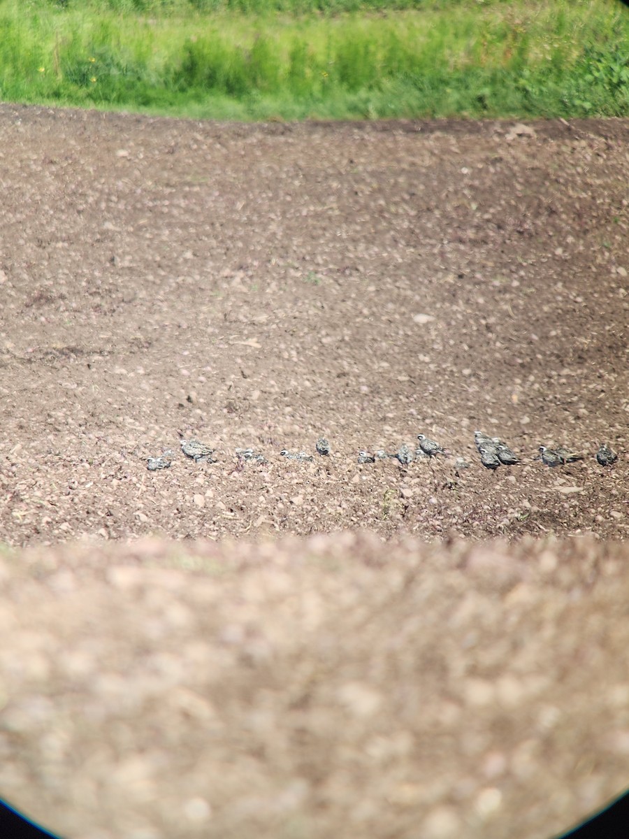 American Golden-Plover - ML641103849