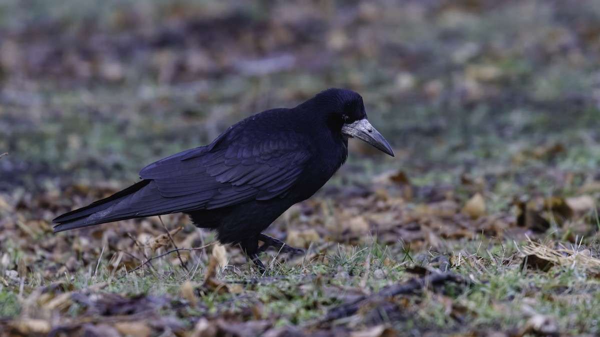 Rook - ML641103853