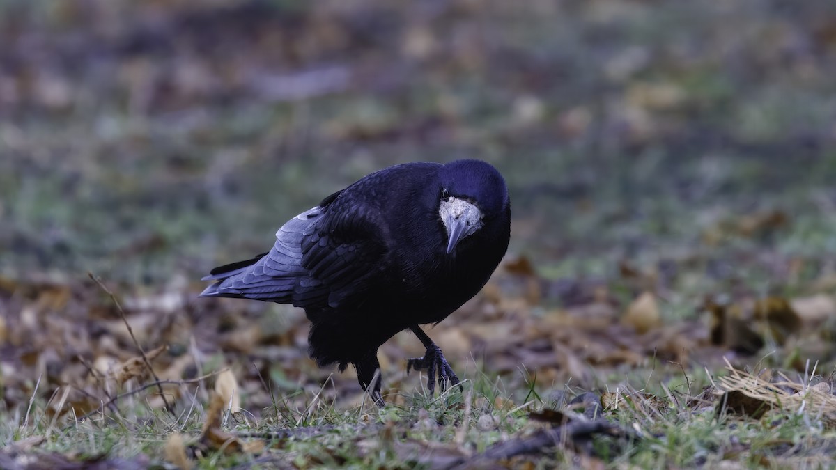 Rook - ML641103854