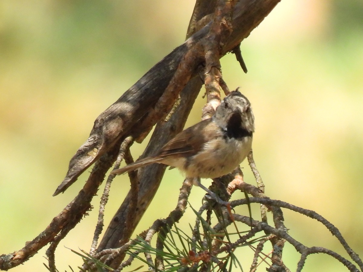 Mésange huppée - ML641103855